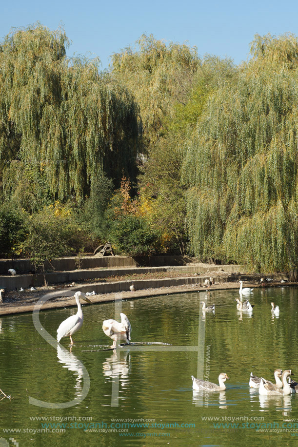 Езеро с пеликани, Софийски зоопарк