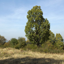 Стара Планина, около Ябланица