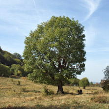 Стара Планина, около Ябланица