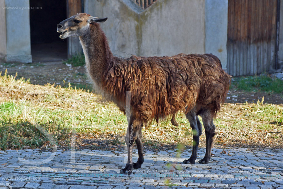 Лама, Софийски зоопарк