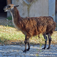 Лама, Софийски зоопарк - Снимки от България, Курорти, Туристически Дестинации