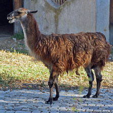 Лама, Софийски зоопарк