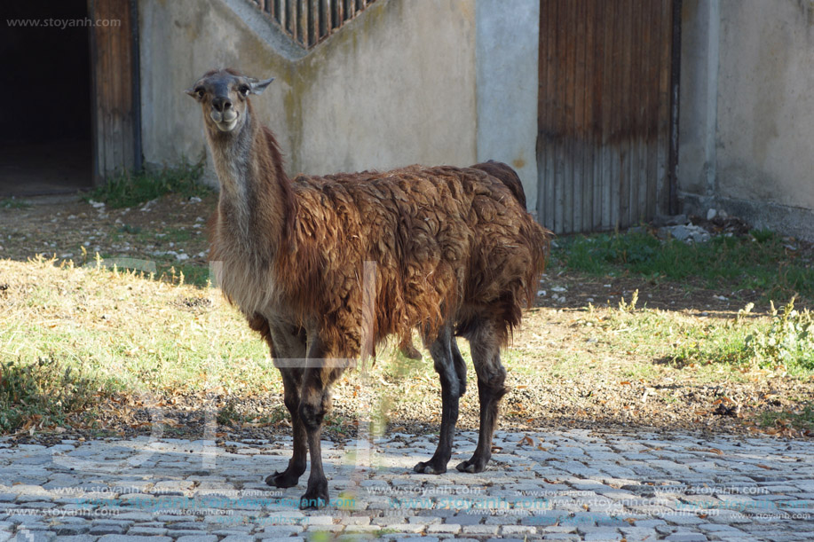Лама, Софийски зоопарк