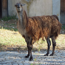 Лама, Софийски зоопарк - Снимки от България, Курорти, Туристически Дестинации
