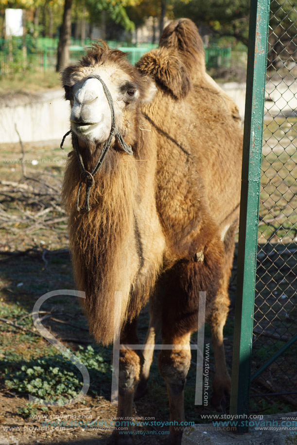 Камила, Софийски зоопарк
