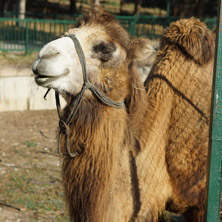 Камила, Софийски зоопарк - Снимки от България, Курорти, Туристически Дестинации