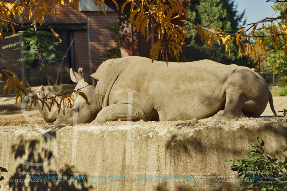 Носорог, Софийски зоопарк