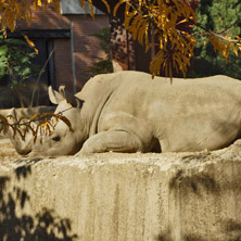 Носорог, Софийски зоопарк - Снимки от България, Курорти, Туристически Дестинации