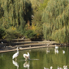 Езеро с пеликани, Софийски зоопарк - Снимки от България, Курорти, Туристически Дестинации