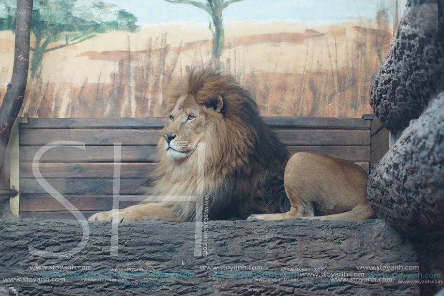 Лъв, Софийски зоопарк
