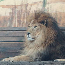 Лъв, Софийски зоопарк - Снимки от България, Курорти, Туристически Дестинации