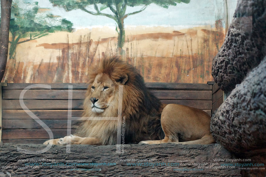 Лъв, Софийски зоопарк