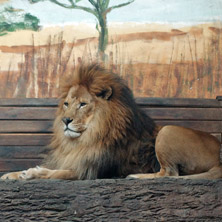 Лъв, Софийски зоопарк - Снимки от България, Курорти, Туристически Дестинации