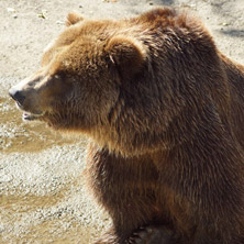 Мечка, Софийски зоопарк - Снимки от България, Курорти, Туристически Дестинации