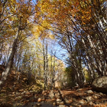 Есен на Витоша планина - Снимки от България, Курорти, Туристически Дестинации