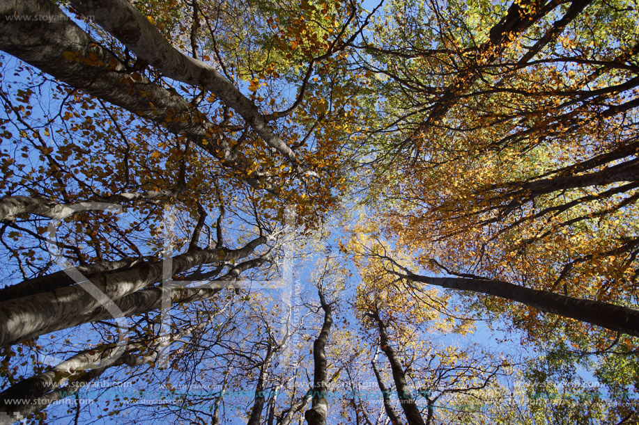 Есен на Витоша планина