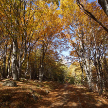 Есен на Витоша планина - Снимки от България, Курорти, Туристически Дестинации