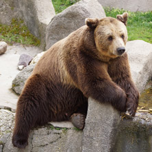 Софийски зоопарк, Мечка - Снимки от България, Курорти, Туристически Дестинации