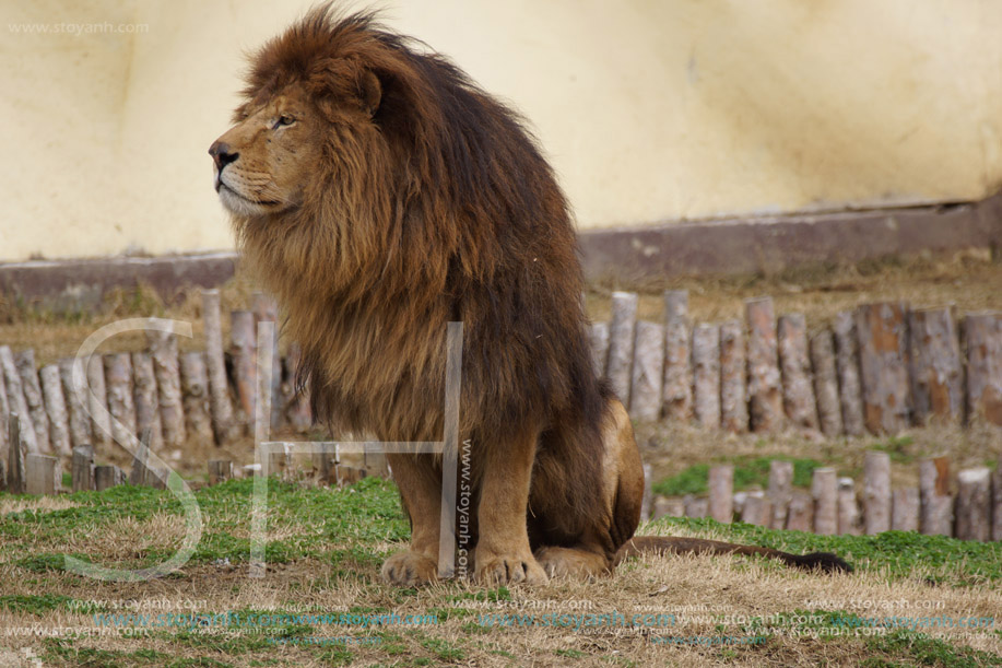 Софийски зоопарк, Лъв