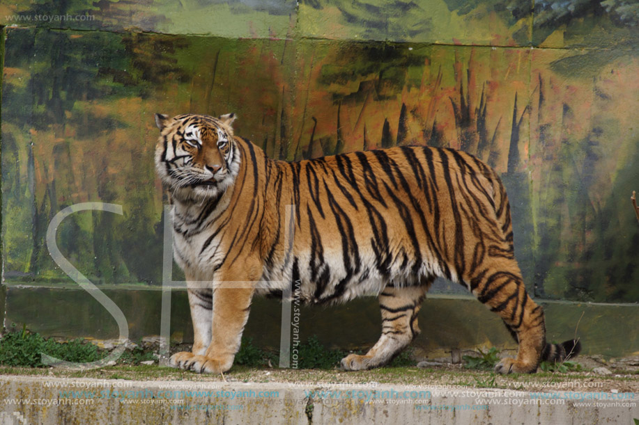 Софийски зоопарк, Тигър