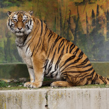 Софийски зоопарк, Тигър - Снимки от България, Курорти, Туристически Дестинации