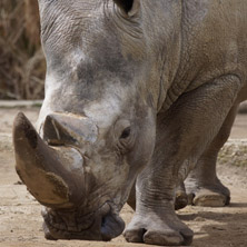 Софийски зоопарк, Носорог - Снимки от България, Курорти, Туристически Дестинации