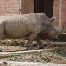 Софийски зоопарк, Носорог - Снимки от България, Курорти, Туристически Дестинации