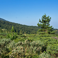 Пътеката от хижа Каменица до Тевно Езеро, Пирин - Снимки от България, Курорти, Туристически Дестинации