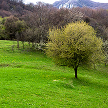 Стара Планина близо до село Заселе, София Област