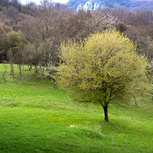 Стара Планина близо до село Заселе, София Област