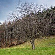 Стара Планина близо до село Заселе, София Област