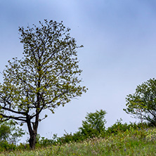 Планина Черна гора, (Църна гора), Област Перник - Снимки от България, Курорти, Туристически Дестинации