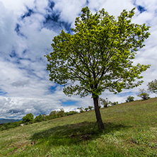 Планина Черна гора, (Църна гора), Област Перник - Снимки от България, Курорти, Туристически Дестинации